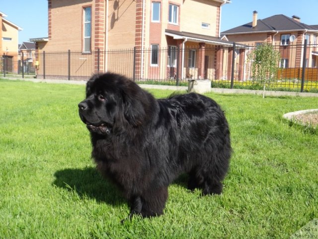 Фото: ньюфаундленд Myedjikal Oushen Jen'shen' (Мэджикал Оушен Женьшень)