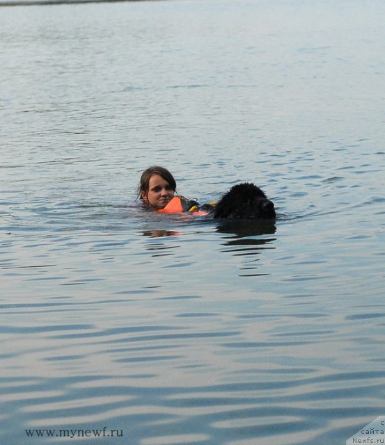 Фото: ньюфаундленд Pitern'yuf Everest (Питерньюф Еверест)