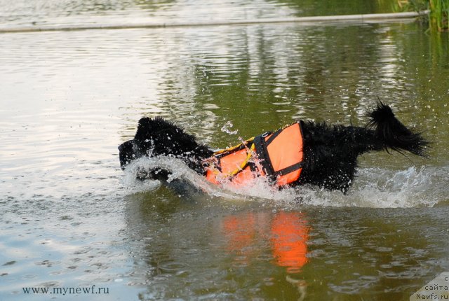 Фото: ньюфаундленд Pitern'yuf Everest (Питерньюф Еверест)
