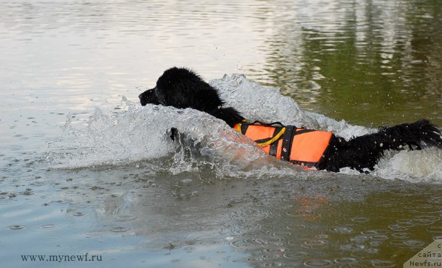 Фото: ньюфаундленд Pitern'yuf Everest (Питерньюф Еверест)