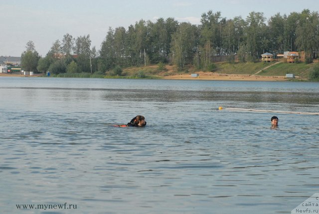 Фото: ньюфаундленд Pitern'yuf Everest (Питерньюф Еверест)