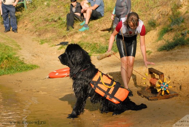 Фото: ньюфаундленд Pitern'yuf Everest (Питерньюф Еверест)
