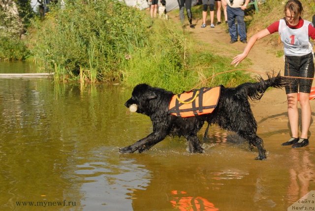 Фото: ньюфаундленд Pitern'yuf Everest (Питерньюф Еверест)