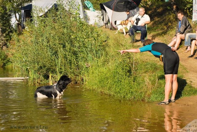Фото: ньюфаундленд Piternyuf I Did It Again (Питерньюф И Дид Ит Агаин)