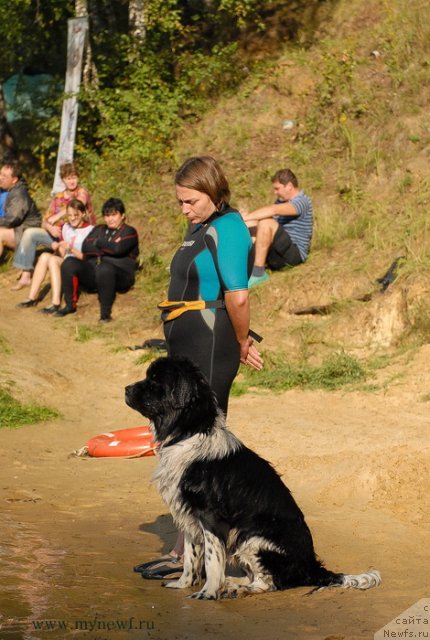 Фото: ньюфаундленд Piternyuf I Did It Again (Питерньюф И Дид Ит Агаин)