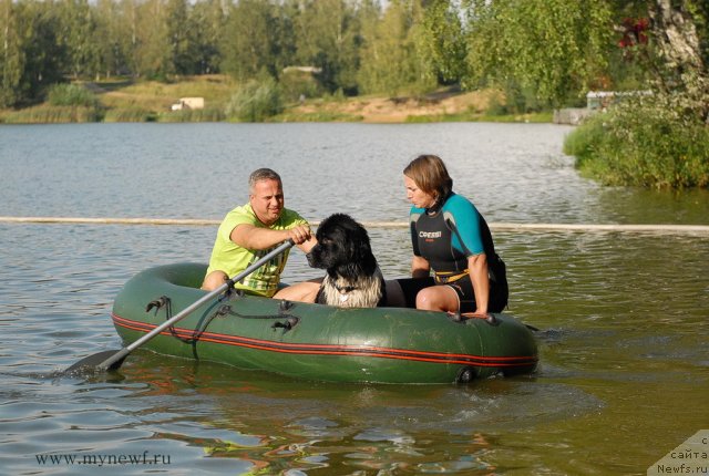 Фото: ньюфаундленд Piternyuf I Did It Again (Питерньюф И Дид Ит Агаин)