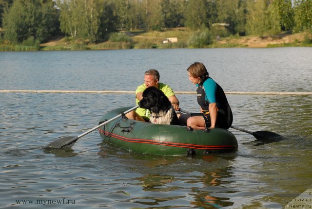 Фото: ньюфаундленд Piternyuf I Did It Again (Питерньюф И Дид Ит Агаин)