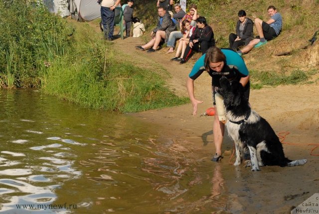 Фото: ньюфаундленд Piternyuf I Did It Again (Питерньюф И Дид Ит Агаин)