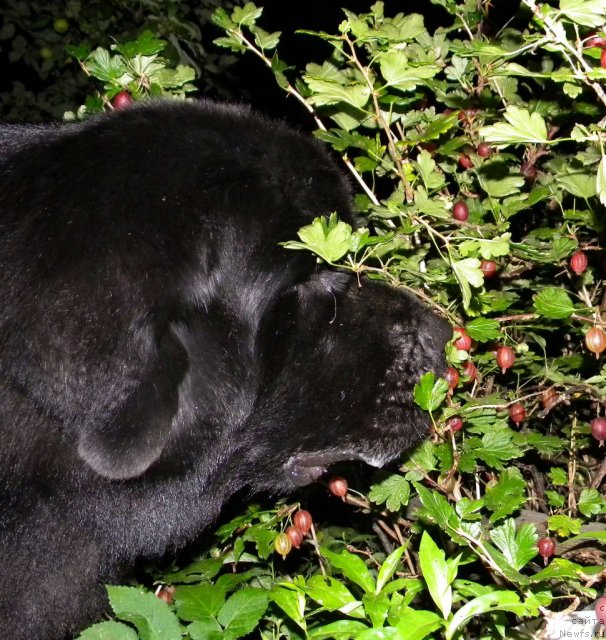 Фото: ньюфаундленд Aquatoriya Kelvin Kadril (Акватория Келвин Кадриль)