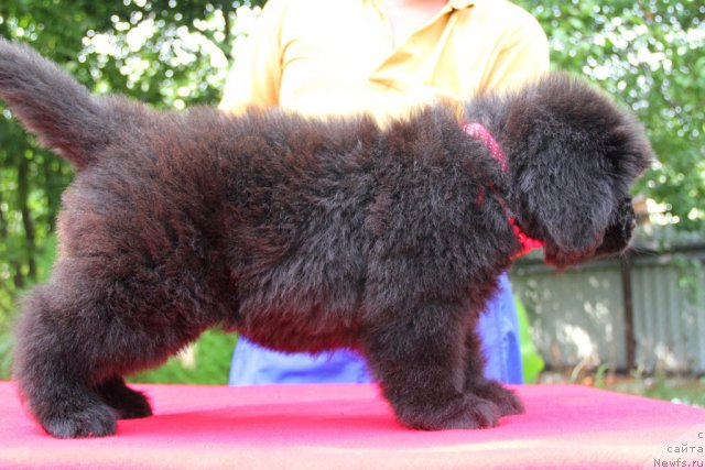 Фото: ньюфаундленд Allegro Con Brio Dinastiya Soverchenstva (Аллегро Кон Брио Династия Совершенства)