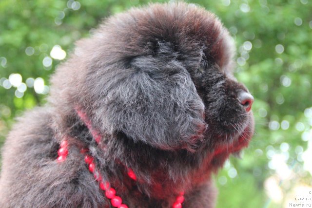 Фото: ньюфаундленд Allegro Con Brio Dinastiya Soverchenstva (Аллегро Кон Брио Династия Совершенства)