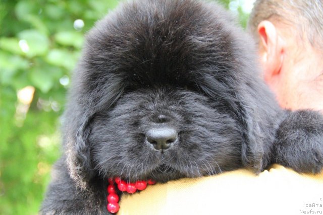 Фото: ньюфаундленд Allegro Con Brio Dinastiya Soverchenstva (Аллегро Кон Брио Династия Совершенства)