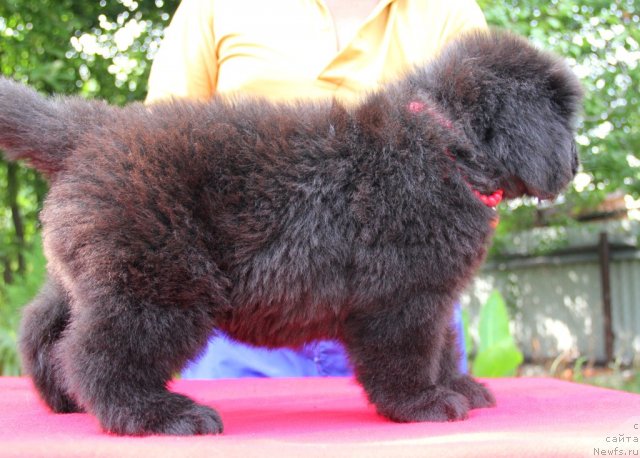 Фото: ньюфаундленд Allegro Con Brio Dinastiya Soverchenstva (Аллегро Кон Брио Династия Совершенства)