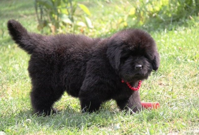 Фото: ньюфаундленд Allegro Con Brio Dinastiya Soverchenstva (Аллегро Кон Брио Династия Совершенства)