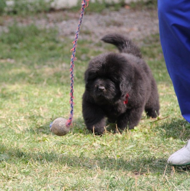 Фото: ньюфаундленд Allegro Con Brio Dinastiya Soverchenstva (Аллегро Кон Брио Династия Совершенства)