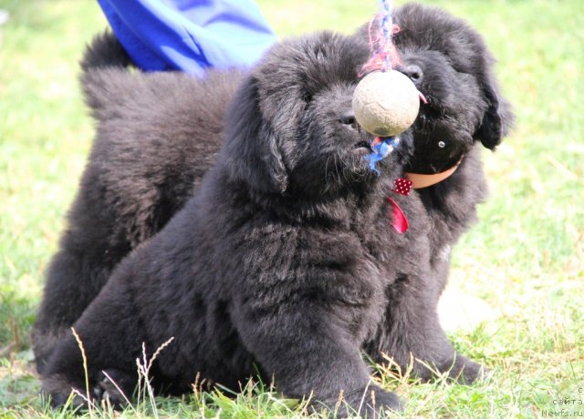 Фото: ньюфаундленд Allegro Con Brio Dinastiya Soverchenstva (Аллегро Кон Брио Династия Совершенства), ньюфаундленд Acclamation Dinastiya Soverchenstva (Акломешон Династия Совершенства)
