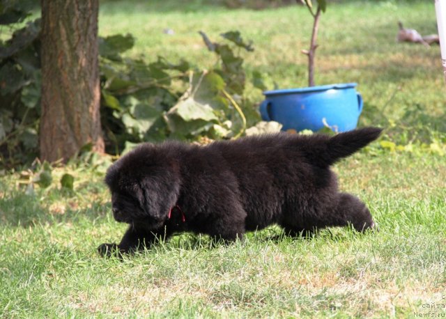 Фото: ньюфаундленд Allegro Con Brio Dinastiya Soverchenstva (Аллегро Кон Брио Династия Совершенства)