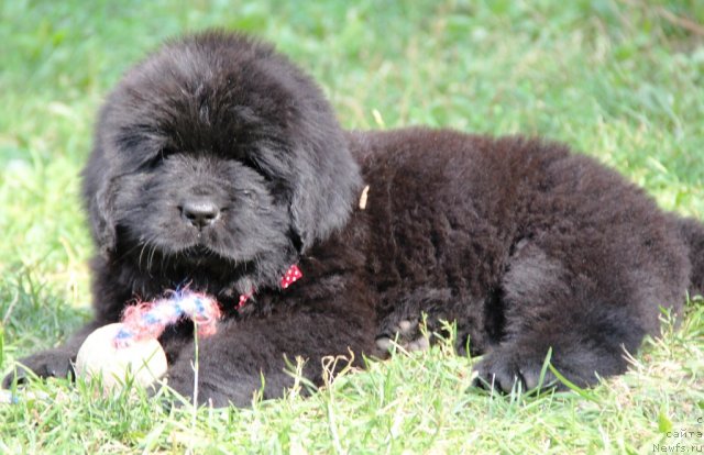 Фото: ньюфаундленд Allegro Con Brio Dinastiya Soverchenstva (Аллегро Кон Брио Династия Совершенства)