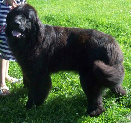 Фото: ньюфаундленд Zagadka Dushi (Загадка Души)