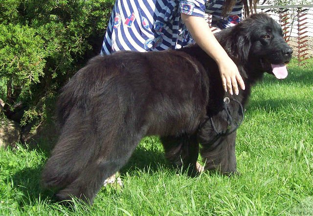 Фото: ньюфаундленд Zagadka Dushi (Загадка Души)