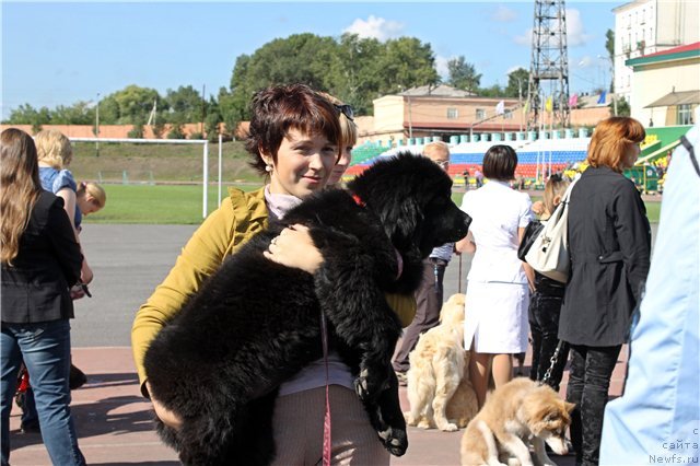 Фото: ньюфаундленд My Fulgido Stella (Май Фульджидо Стелла), Lyudmila Kudryavceva (Людмила Кудрявцева)