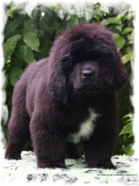 Фото: ньюфаундленд Pitern'yuf CHerru Brandu (Питерньюф Черру Бранду)