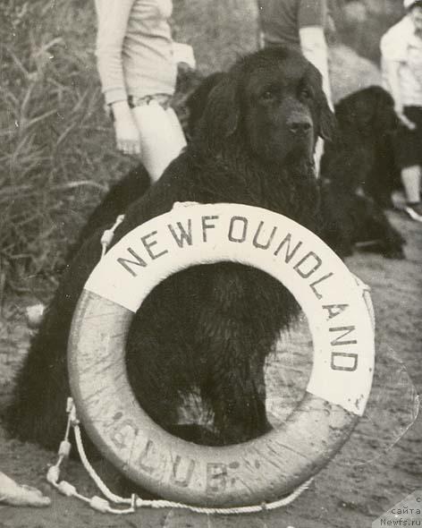 Фото: ньюфаундленд Bocman (Боцман)