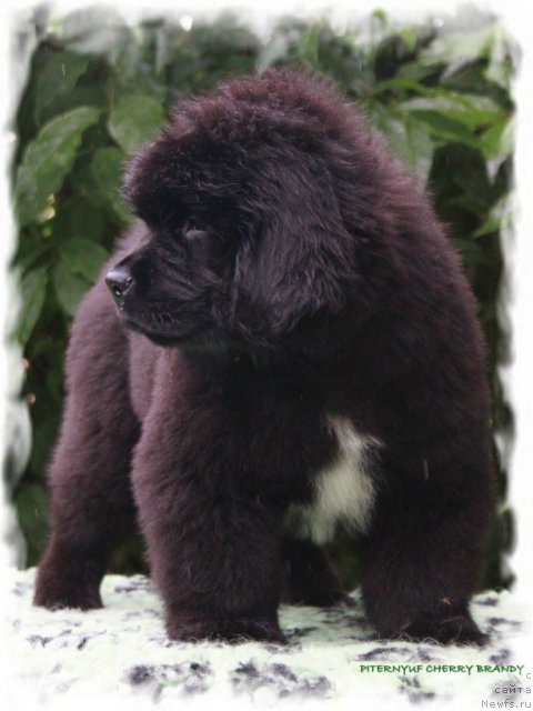 Фото: ньюфаундленд Pitern'yuf CHerru Brandu (Питерньюф Черру Бранду)