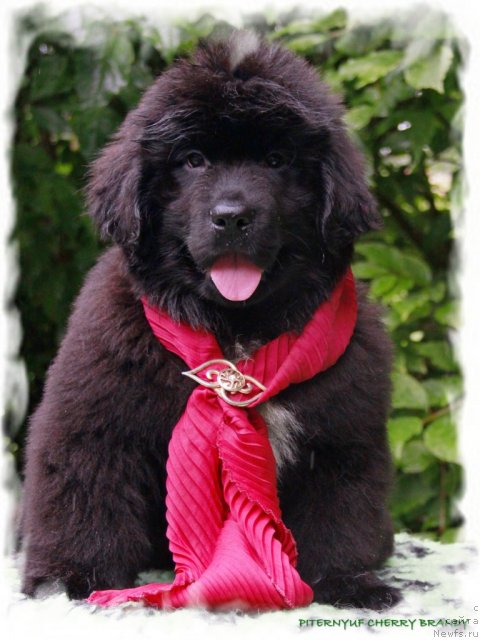 Фото: ньюфаундленд Pitern'yuf CHerru Brandu (Питерньюф Черру Бранду)