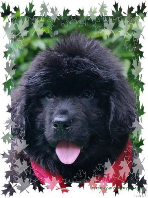 Фото: ньюфаундленд Pitern'yuf CHerru Brandu (Питерньюф Черру Бранду)