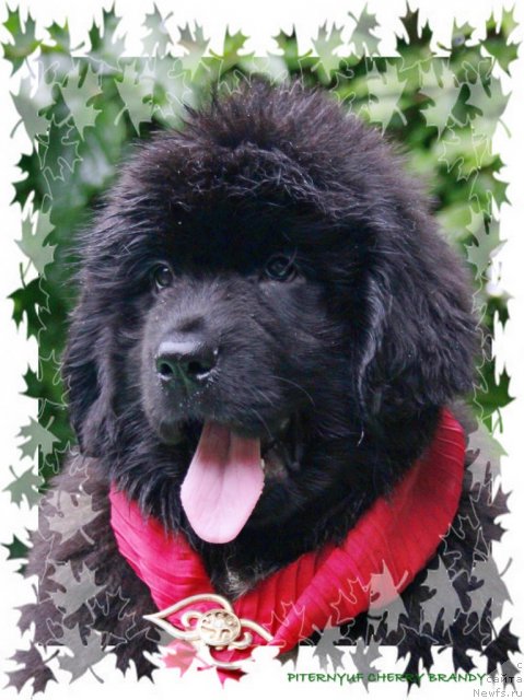 Фото: ньюфаундленд Pitern'yuf CHerru Brandu (Питерньюф Черру Бранду)