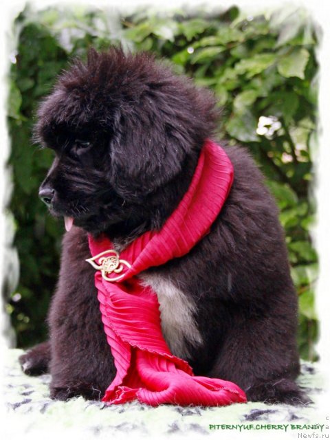 Фото: ньюфаундленд Pitern'yuf CHerru Brandu (Питерньюф Черру Бранду)