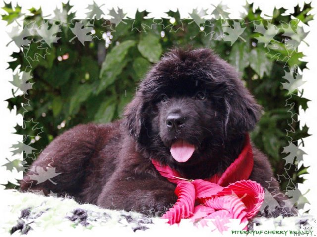 Фото: ньюфаундленд Pitern'yuf CHerru Brandu (Питерньюф Черру Бранду)