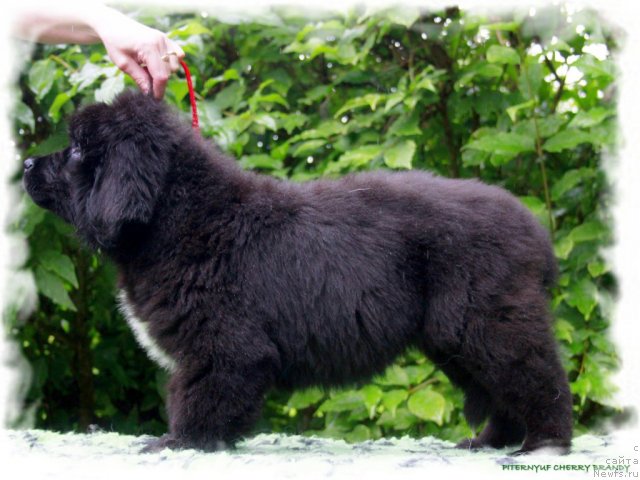 Фото: ньюфаундленд Pitern'yuf CHerru Brandu (Питерньюф Черру Бранду)