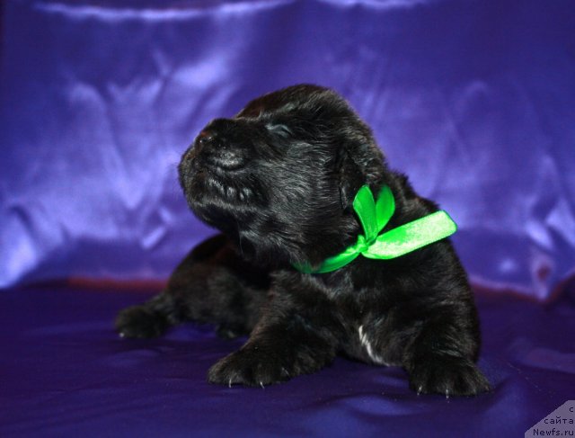 Фото: щенок, ньюфаундленд N'yufort Bay'yu Tiana (Ньюфорт Бай'ю Тиана), ньюфаундленд King of Helluland I'm Precious