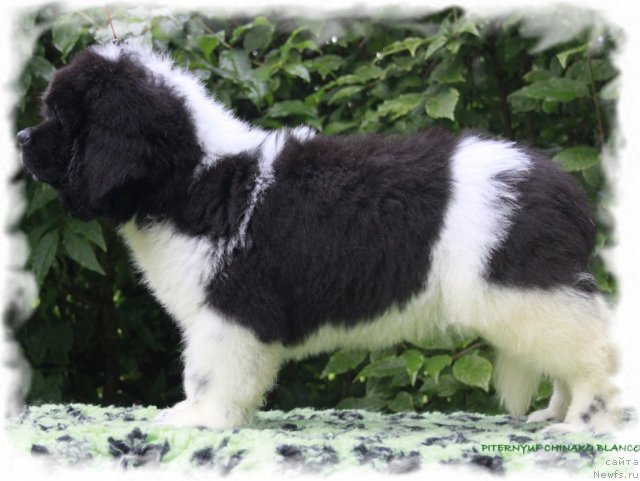 Фото: ньюфаундленд Pitern'yuf CHinako Blanko (Питерньюф Чинако Бланко)