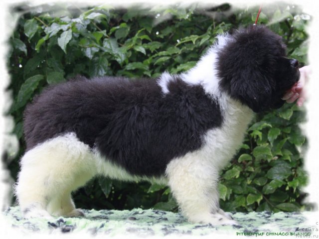 Фото: ньюфаундленд Pitern'yuf CHinako Blanko (Питерньюф Чинако Бланко)