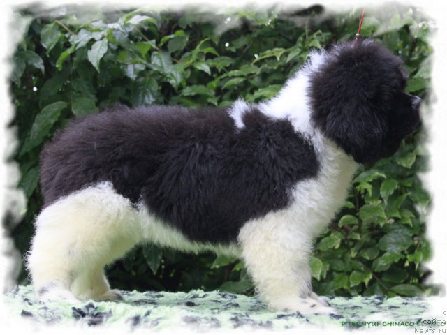 Фото: ньюфаундленд Pitern'yuf CHinako Blanko (Питерньюф Чинако Бланко)