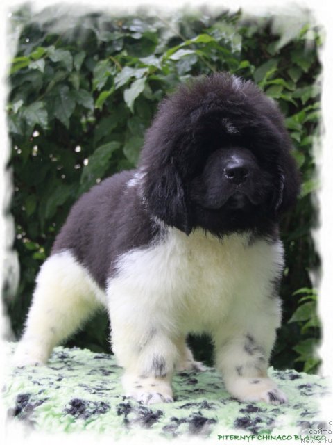 Фото: ньюфаундленд Pitern'yuf CHinako Blanko (Питерньюф Чинако Бланко)