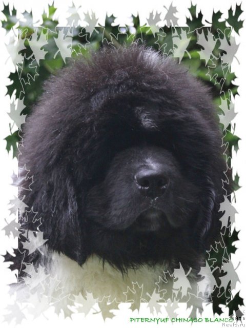 Фото: ньюфаундленд Pitern'yuf CHinako Blanko (Питерньюф Чинако Бланко)