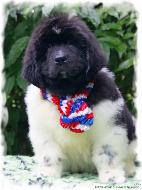 Фото: ньюфаундленд Pitern'yuf CHinako Blanko (Питерньюф Чинако Бланко)