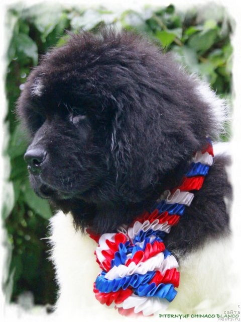 Фото: ньюфаундленд Pitern'yuf CHinako Blanko (Питерньюф Чинако Бланко)