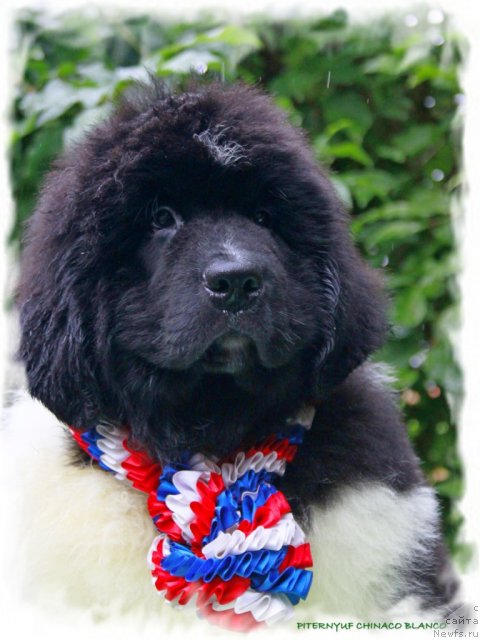 Фото: ньюфаундленд Pitern'yuf CHinako Blanko (Питерньюф Чинако Бланко)
