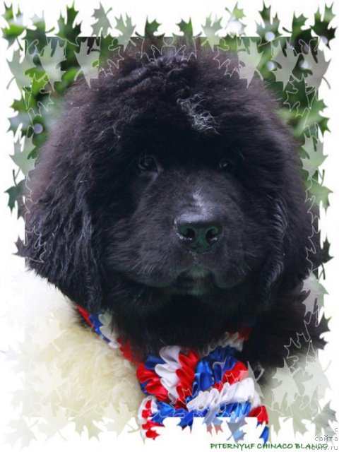 Фото: ньюфаундленд Pitern'yuf CHinako Blanko (Питерньюф Чинако Бланко)