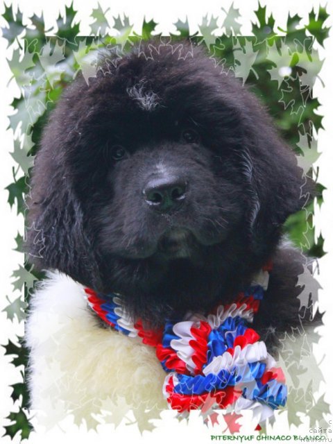 Фото: ньюфаундленд Pitern'yuf CHinako Blanko (Питерньюф Чинако Бланко)