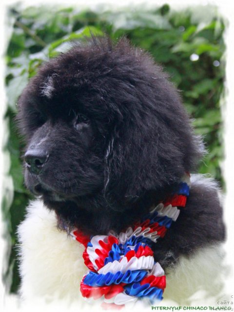 Фото: ньюфаундленд Pitern'yuf CHinako Blanko (Питерньюф Чинако Бланко)