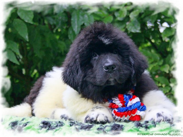 Фото: ньюфаундленд Pitern'yuf CHinako Blanko (Питерньюф Чинако Бланко)