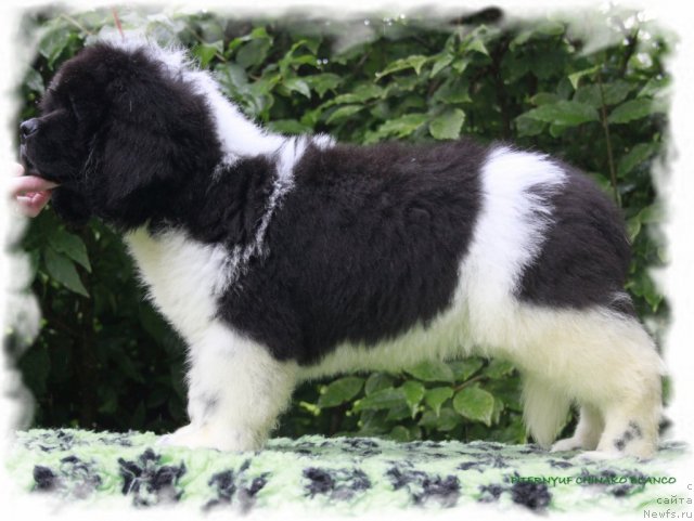 Фото: ньюфаундленд Pitern'yuf CHinako Blanko (Питерньюф Чинако Бланко)