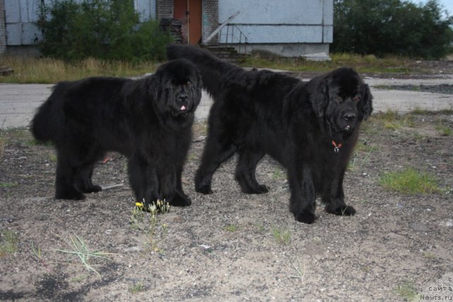 Фото: ньюфаундленд Fortuna of Giant's Island, ньюфаундленд Gloriya Grand Blek (Глория Гранд Блек)