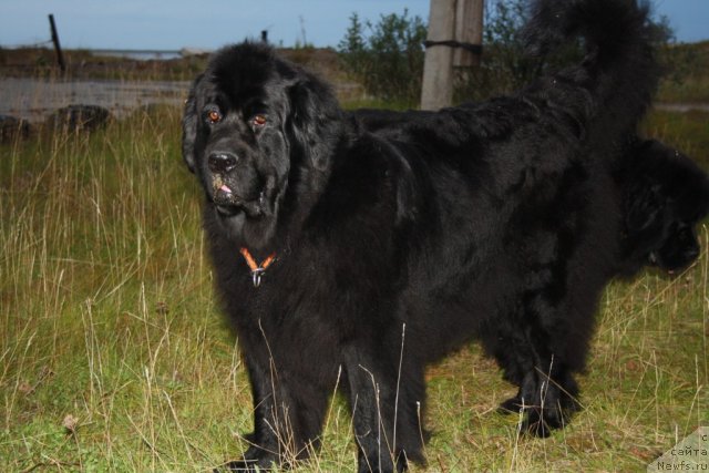 Фото: ньюфаундленд Gloriya Grand Blek (Глория Гранд Блек), ньюфаундленд Fortuna of Giant's Island